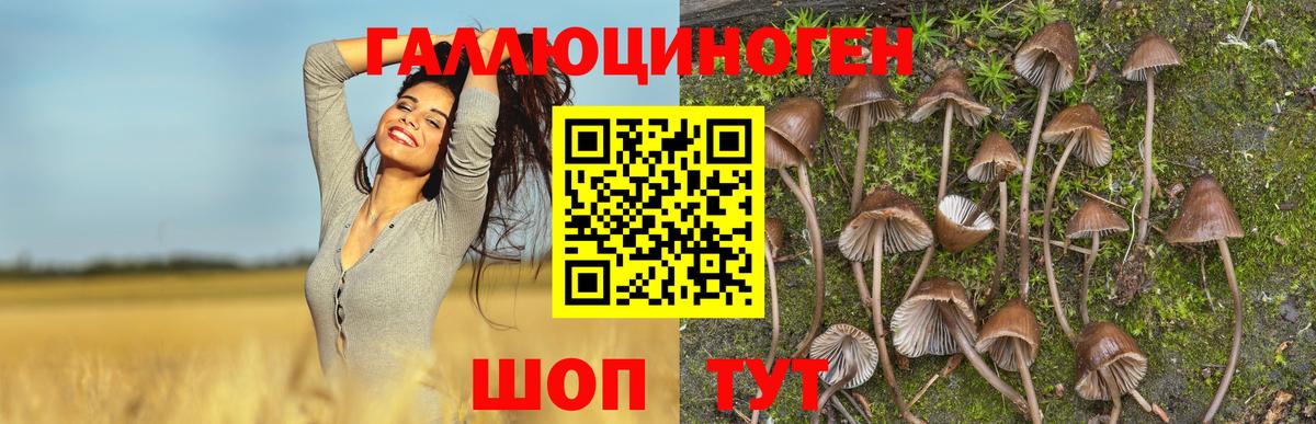 Псилоцибиновые грибы Cubensis  Вход с VPN  Черняховск  Псилоцибиновые грибы Magic Shrooms 